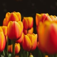 Tulips