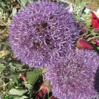 Purple Aliums