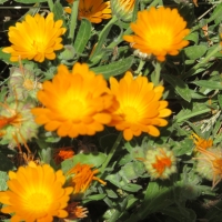 Marigolds