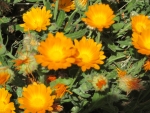 Marigolds