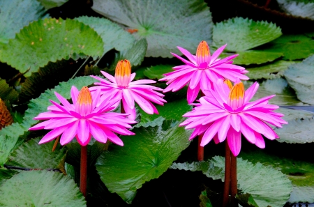 Lotuses - lotus, summer, green, flower, pink, vara