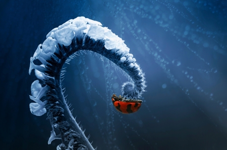 Ladybug - blue, winter, white, ladybug, swirl, red, gargarita, iarna, insect, macro
