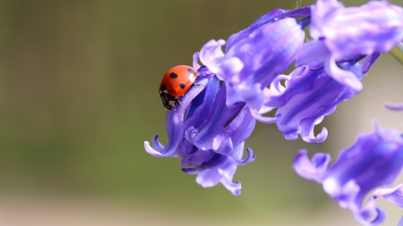 Ladybug - purple, ladybug, flower, red, gargarita, insect, macro