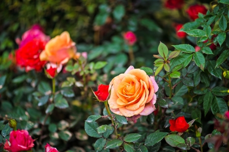 For You - rose, beautiful, you, for