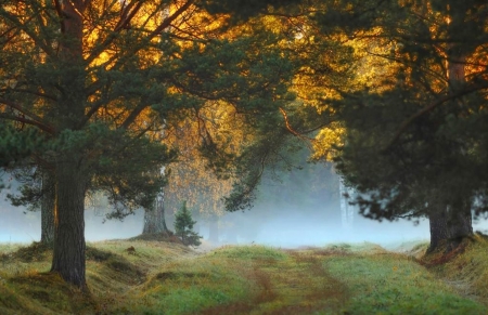 In the forest - forest, mist, nature, tree