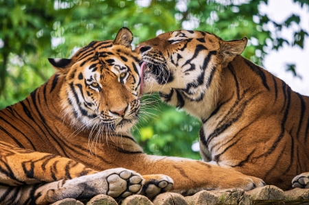 Kiss - animal, kiss, tigru, orange, couple, tiger, tongue