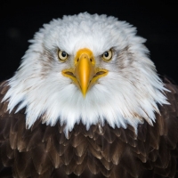 Bald eagle