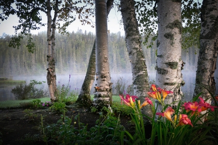 nature - beauty, birch, flowers, fog, nature, trees