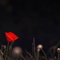 Red poppy, dark background