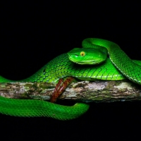 Green viper