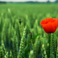 The last poppy