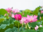 Lotuses