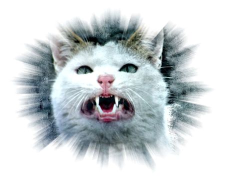 demon cat - face, jag, light, cats, new, demon