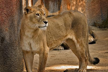 Lioness - cat, animal, lion