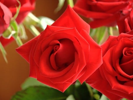   Red  rose  - rose, red