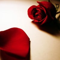  Red Rose for wish love 