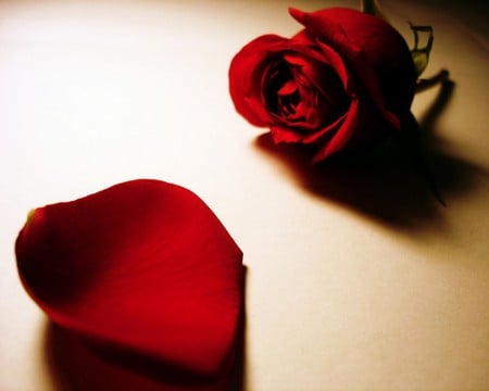  Red Rose for wish love  - rose, red