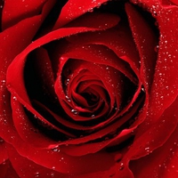  Red Rose  