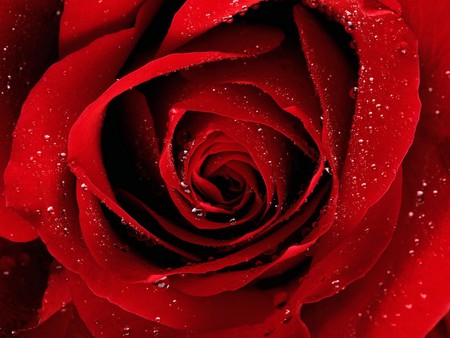  Red Rose   - rose, red