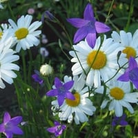  spring flowers