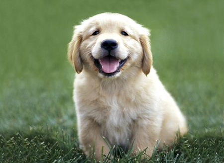 Sweet Puppy - gold, puppy, golden retriever, dogs