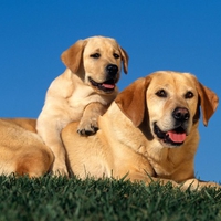 Labrador and puppy