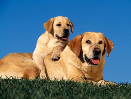 Labrador and puppy - cute, puppies, sweet, labrador, golden retrievers