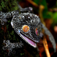 Gaint Madagascar leaf tailed gecko