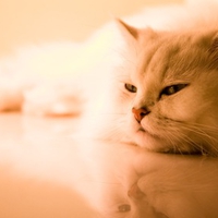 Beautiful Cat