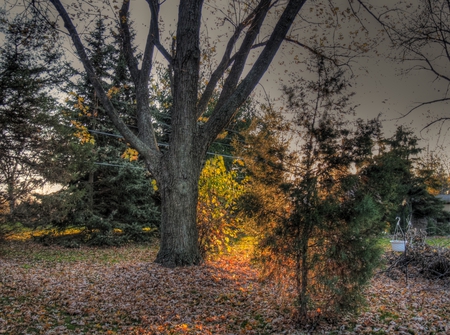 Trees - hdr, trees, nature, sun