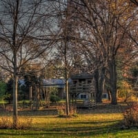 Trees and swings