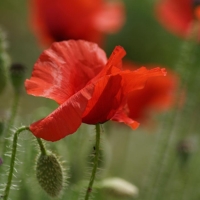 Poppy Field