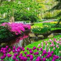 Nature Spring Bloom