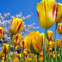 Field of Tulips