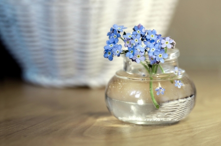 Forget-Me-Not - bottle, forget me not, flower, glass, jar