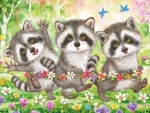 Raccoons