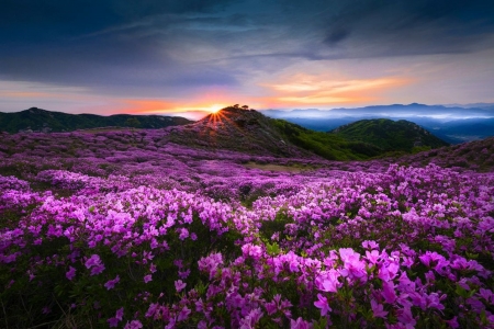 Purple love at the sunset - flower, sunset, nature, purple