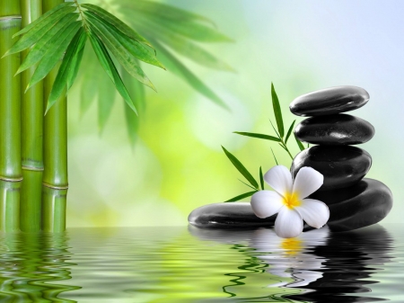 White  frangipani - bamboo, flower, stones, water