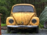 Old Beetle