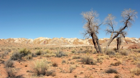 Hot Desert - Desert, Hot, Sand, Tree