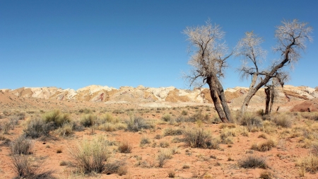 Hot Desert - Hot, Sand, Tree, Desert