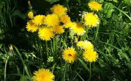 Dandelions - Latvia, yellow flowers, dandelions, spring