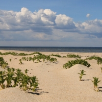 Beach in Latvia