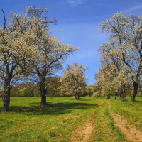 Spring Path in Austria