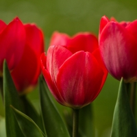 Red Tulips