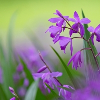 Purple bletilla