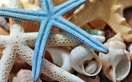 â™¥ - blue, shell, starfish, summer, vara, white