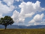 Landscape with Tree