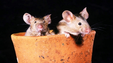 2 Mice in a Flowerpot. - Cute, Flowerpot, Curious, Mouse