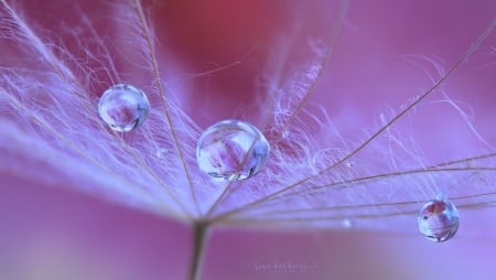 Scent of Lilium by Rina Barbieri - seed, drop, water drops, macro, dandelion, nina barbieri, pink